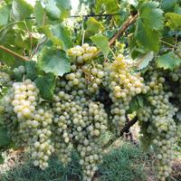 Vino Falanghina dei Campi Flegrei