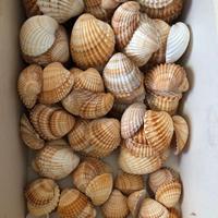 Conchiglie varie misure