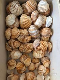Conchiglie varie misure