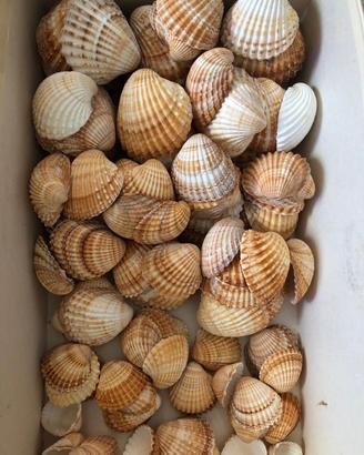 Conchiglie varie misure