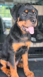 Rottweiler