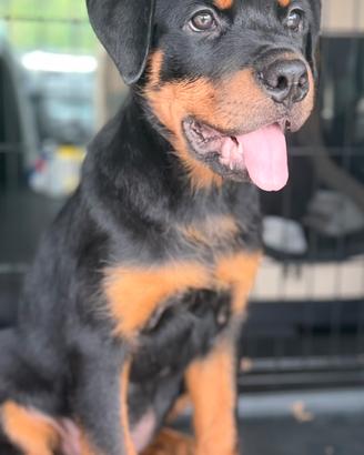 Rottweiler