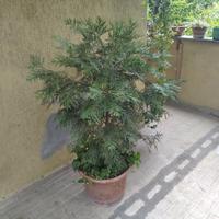 Alberello di Cedro della California