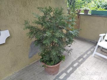 Alberello di Cedro della California