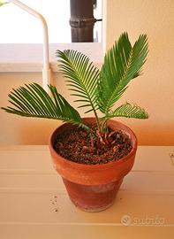 Cycas revoluta