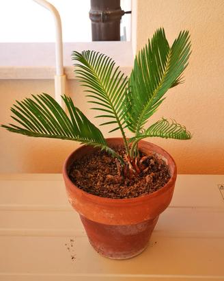Cycas revoluta