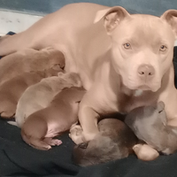 So o nati otto cuccioli Pitbull maschi e quattro f