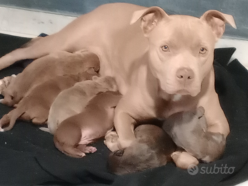 So o nati otto cuccioli Pitbull maschi e quattro f