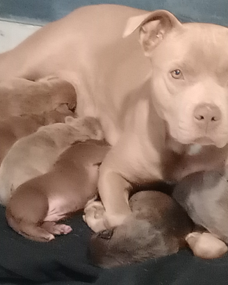 So o nati otto cuccioli Pitbull maschi e quattro f