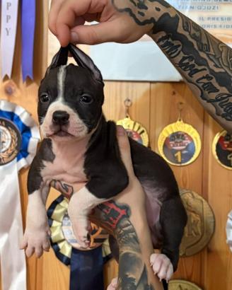 American pitbull terrier