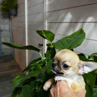 Cucciolo di Chihuahua