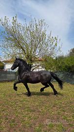 Castrone frisone sella e carrozza