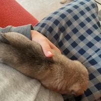 Cucciolo di carlino