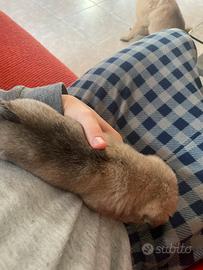 Cucciolo di carlino