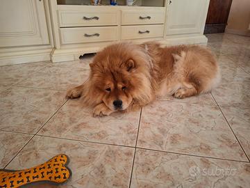 Chow chow maschio