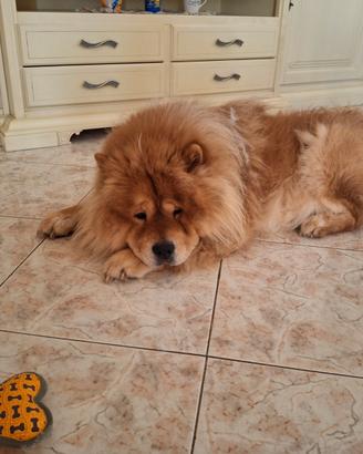 Chow chow maschio