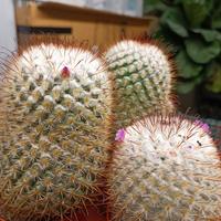 DA ARREDO CASA CACTUS DA FIORE 