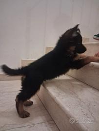 Cuccioli Pastore tedesco