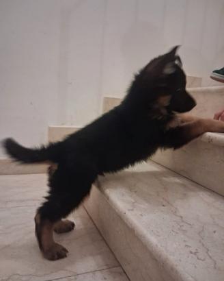 Cuccioli Pastore tedesco