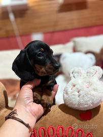 Bassotti tedeschi nani/kaninchen con pedigree ENCI