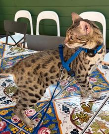 Gatto Bengala