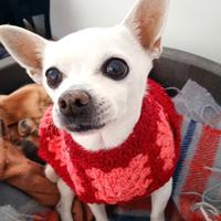 Vestitino per cani, accessori chihuahua, handmade 