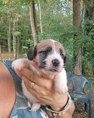 Splendidi cuccioli Jack Russell