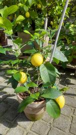 PIANTE DI LIMONE