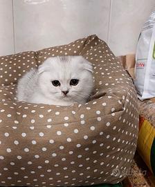 Gattini scottish fold