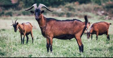 Becco camosciata delle Alpi