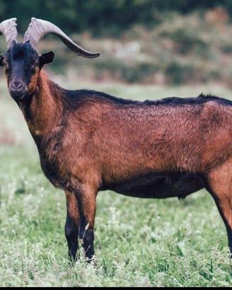 Becco camosciata delle Alpi