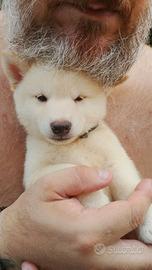 shiba Inu bianco con pedigree ENCI 