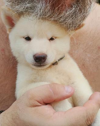 shiba Inu bianco con pedigree ENCI 