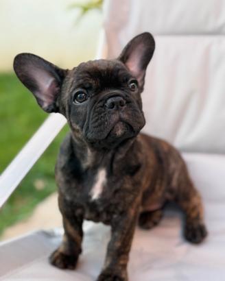 Bulldog francese