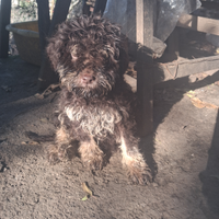 Cucciolo di Lagotto Romagnolo