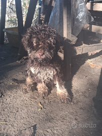 Cucciolo di Lagotto Romagnolo