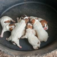 Jack Russell a pelo lungo