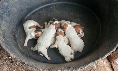 Jack Russell a pelo lungo