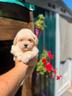 maltipoo