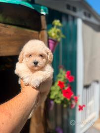 Maltipoo