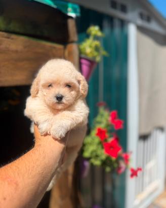 Maltipoo