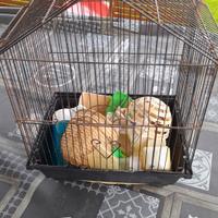 gabbia per pappagalli e canarini con accessori
