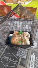 gabbia per pappagalli e canarini con accessori