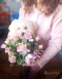 Mini Maltese Cucciolo Originale Vaccinato