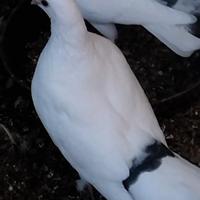 Colombe pezzate e coda nera