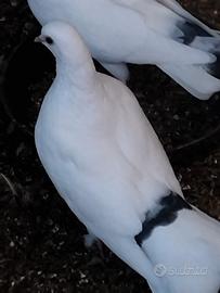 Colombe pezzate e coda nera