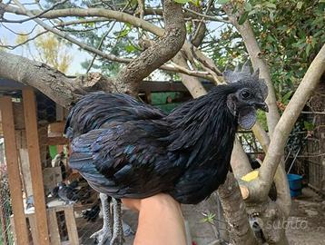 Gallo Ayam Cemani