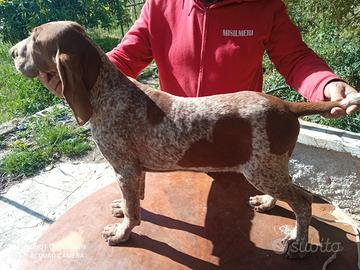 Bracco italiano