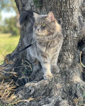 Gatto siberiano disponibile per monta