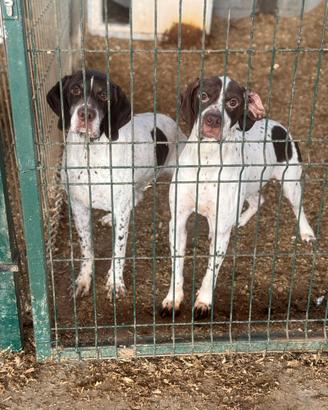 Bracchi francesi dei Pirenei